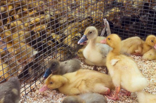 Avian influenza: 129 outbreaks identified in France