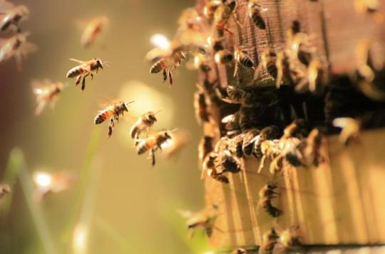 Covid-19: researchers train bees to detect the virus