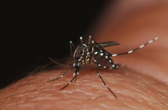 Chikungunya: Hossegor tracks down the tiger mosquito