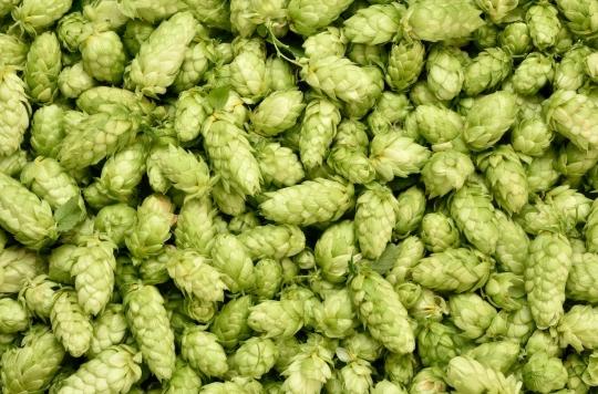 Hops may be the key to countering metabolic syndrome