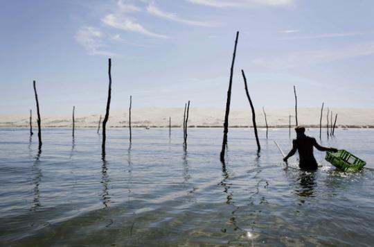 Arcachon oysters: the ban on consumption is lifted