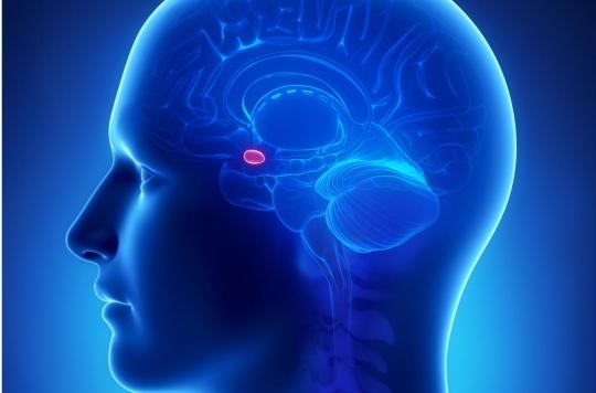 Brain: “switching off” pain thanks to the neurons of the amygdala