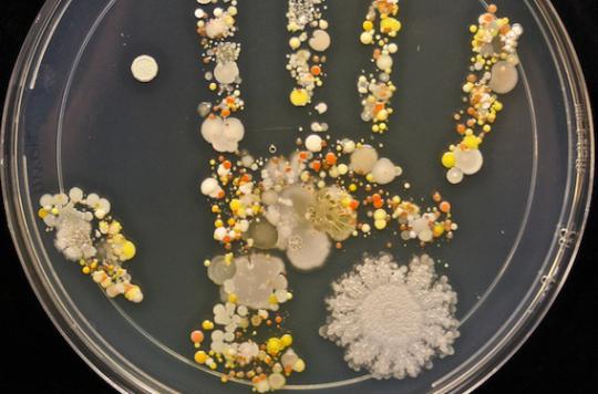 A photo of bacteria to encourage hand washing