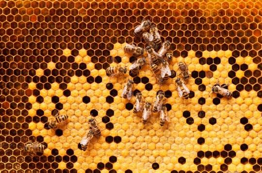 Wounds, wounds, diseases: the incredible power of bees on our health