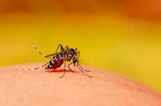 Dengue fever: a new epidemic is raging in New Caledonia