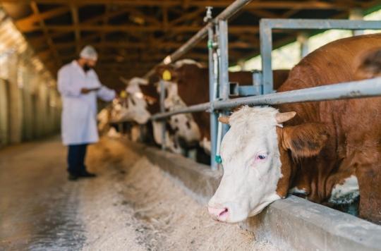 Resistance to antibiotics: it has tripled in 20 years in animals intended for food