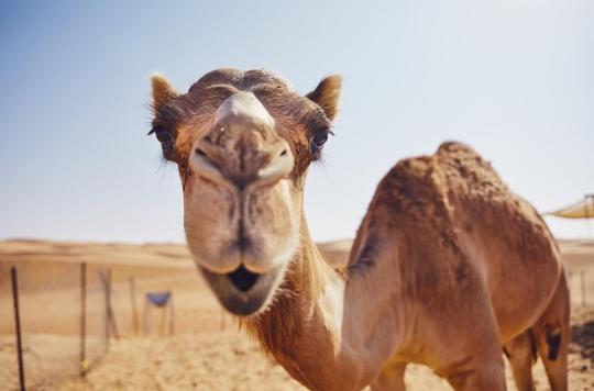 World Cup in Qatar: a coronavirus transmitted by camels worries