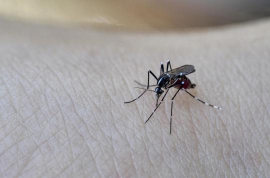 Dengue fever: a new case detected in Bergerac, should we be worried?