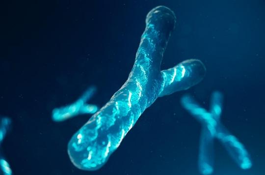 How the Y Chromosome Really Differentiates Males and Females