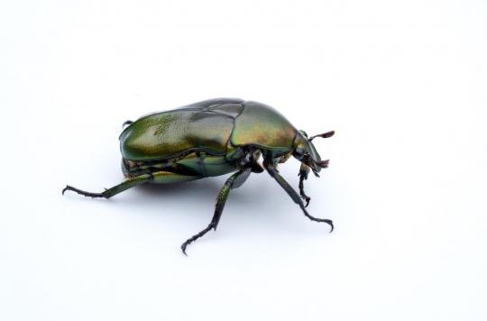 The beetle to relieve seasonal allergies