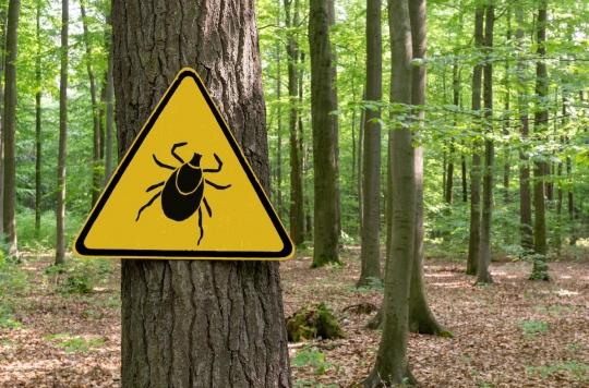 Lyme disease: report your bites to help better understand the disease