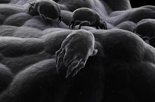 Fall allergies: beware of dust mites!