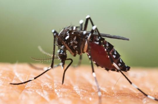 Tiger mosquito: with the high heat, these 67 departments are on red alert