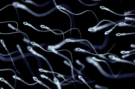 Nutrition: a new program to overcome male infertility