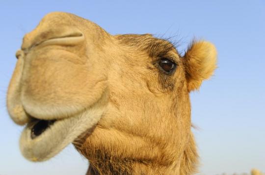 Camel antibodies, new hope for treating Covid-19