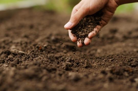 Pollutants in the soil can harm our hearts