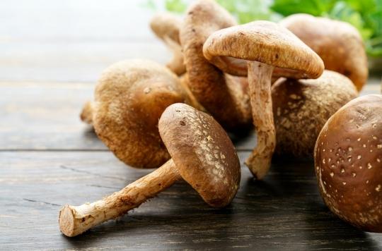 Mushroom picking: forget about smartphone apps