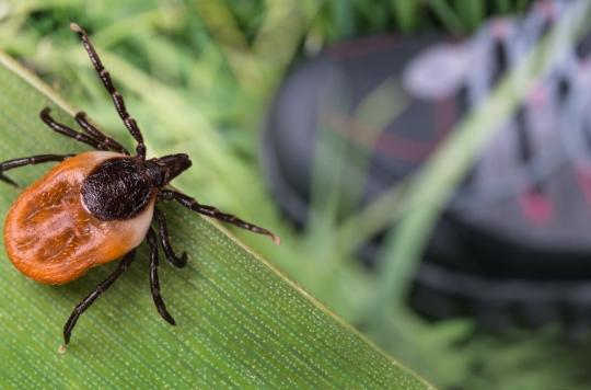 He dies from a tick bite: how to protect yourself from these parasites?