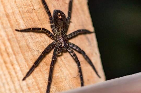 Plasters: ultra-strong medical adhesives inspired by spider hairs