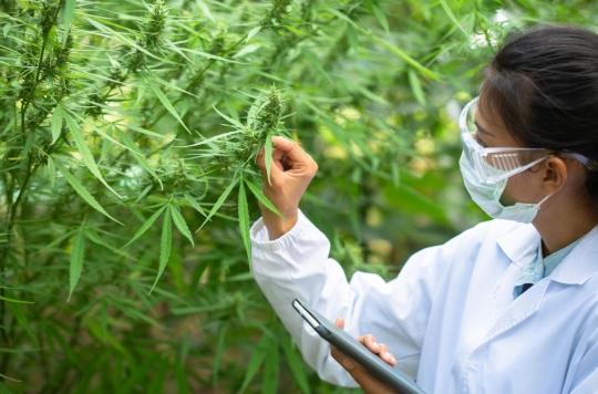 Therapeutic cannabis: experimentation “departs from methodological, security and ethical requirements”