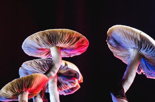Depression: hallucinogenic mushrooms relieve patients in the long term