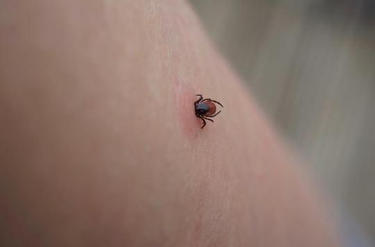 Ticks: more than 14% of the world’s population has had Lyme disease