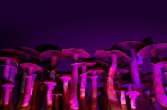 Depression: psychedelics as a future treatment?