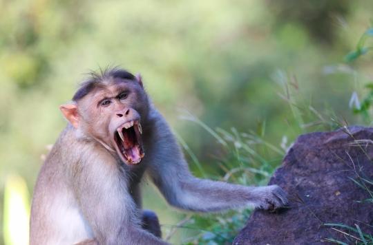 Hemorrhagic fever: a deadly virus in monkeys could spread to humans