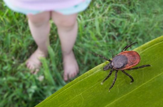 Ticks invade French forests: what to do in case of a bite?