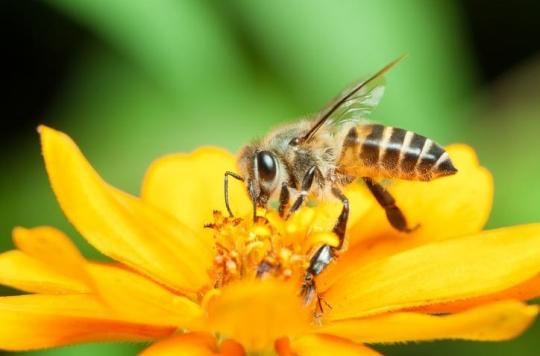 Glyphosate involved in the death of bees by altering their microbiota