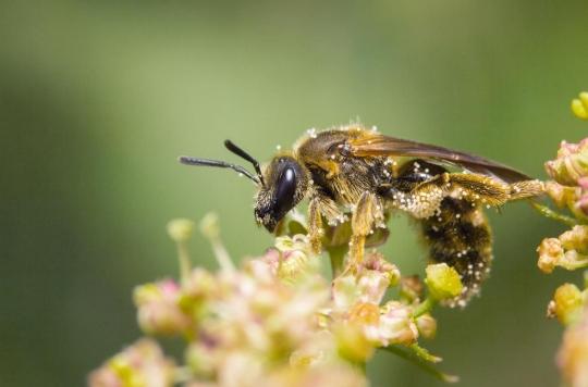 Triple negative breast cancer: the promising lead of bee venom