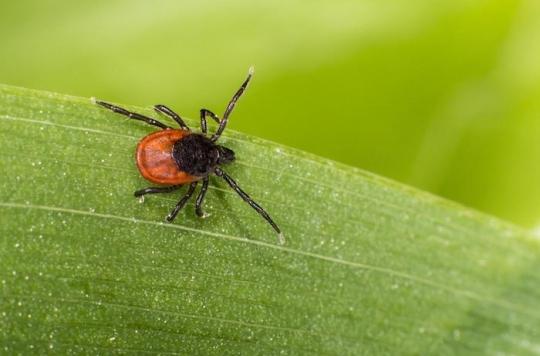 Lyme disease: a checklist to learn more about it and treat it better