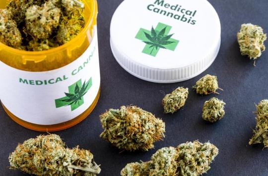 Therapeutic cannabis: who will supply the 3,000 French patients?