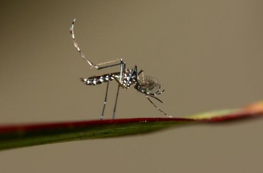 Dengue fever: new cases identified in the south of France