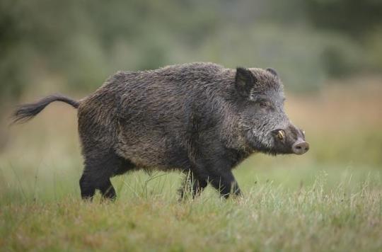 African swine fever at the gates of France: what are the risks for humans?