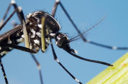 Dengue, chikungunya, Zika: the Tiger mosquito is also present in Ile-de-France and in the Grand-Est