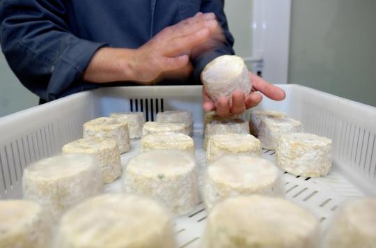 Risk of listeriosis: recall of Castérieu cheeses in 6 departments