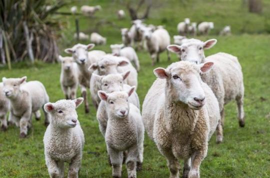 Hautes-Alpes: 50 animals killed by anthrax, what are the risks for humans?