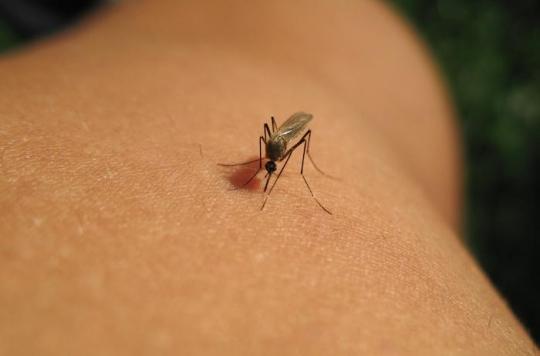 West Nile virus: 20 cases identified since July, what are the risks in case of infection?