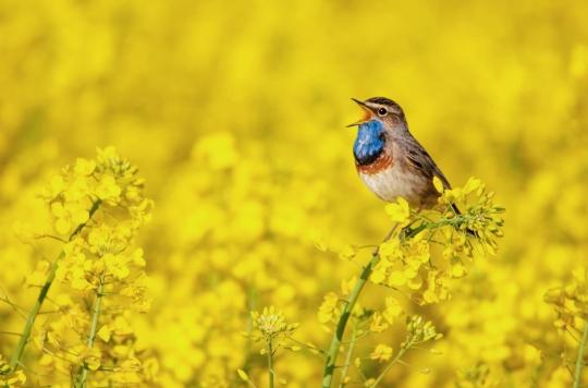 Stress, anxiety: birdsong reduces anxiety