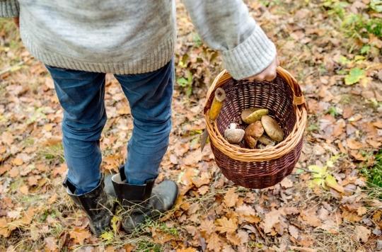 Toxic mushrooms: ANSES alert after hundreds of poisonings