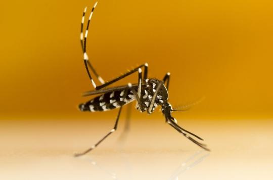 Tiger mosquito: how to recognize it and protect yourself from it?