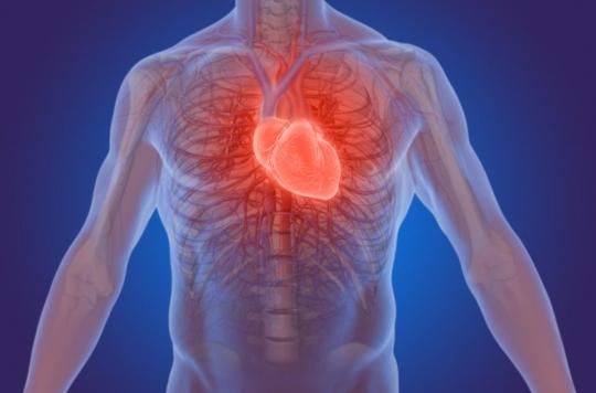 Heart attack: discovery of a protein capable of repairing heart damage