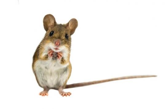 Premiere Naissance D Une Souris Avec Seulement Deux Meres Les Hommes Ont Du Soucis A Se