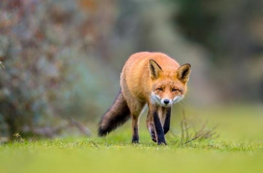 Lyme epidemic: hunting foxes causes us to lose a precious ally against this infectious disease