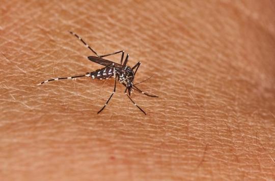 Tiger mosquito alert: the Ministry of Health announces “reinforced surveillance” from May to November