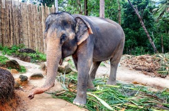 India: high risk of tuberculosis linked to elephant rides