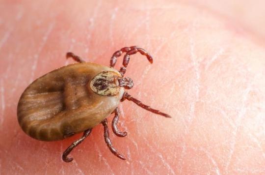 Watch out for ticks: it’s not just Lyme disease, encephalitis cases are on the rise too