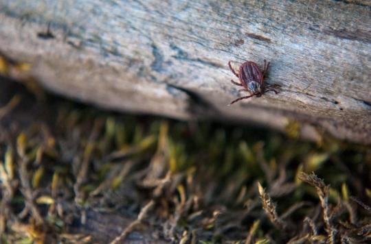 Lyme disease: researchers are working on a vaccine