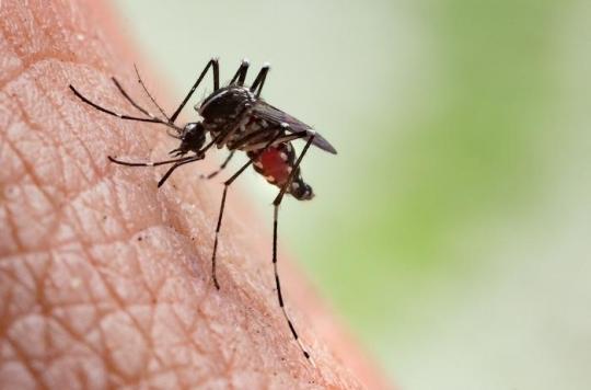 Tiger mosquito alert in France: what diseases can it transmit to humans?